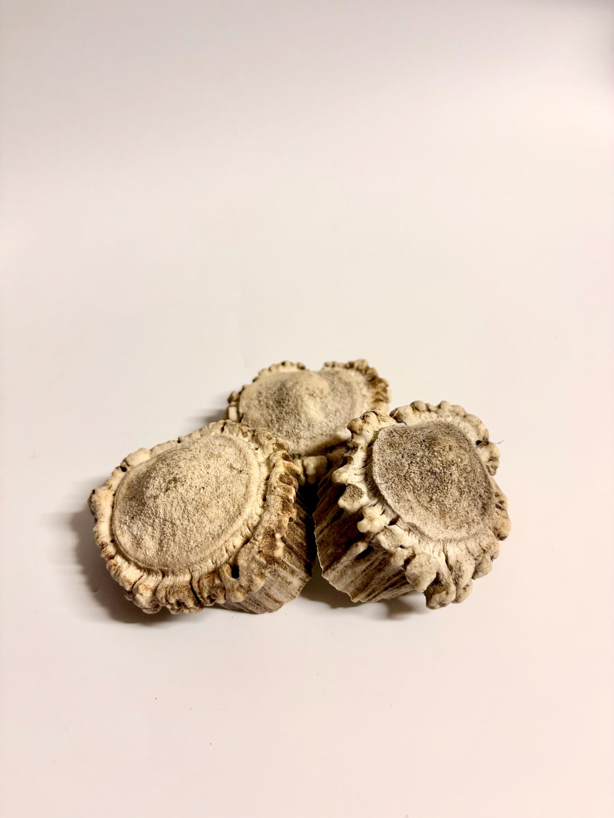 3-Pack Small Elk Antler Bases or “Rosettes” For Crafting, Decor and More