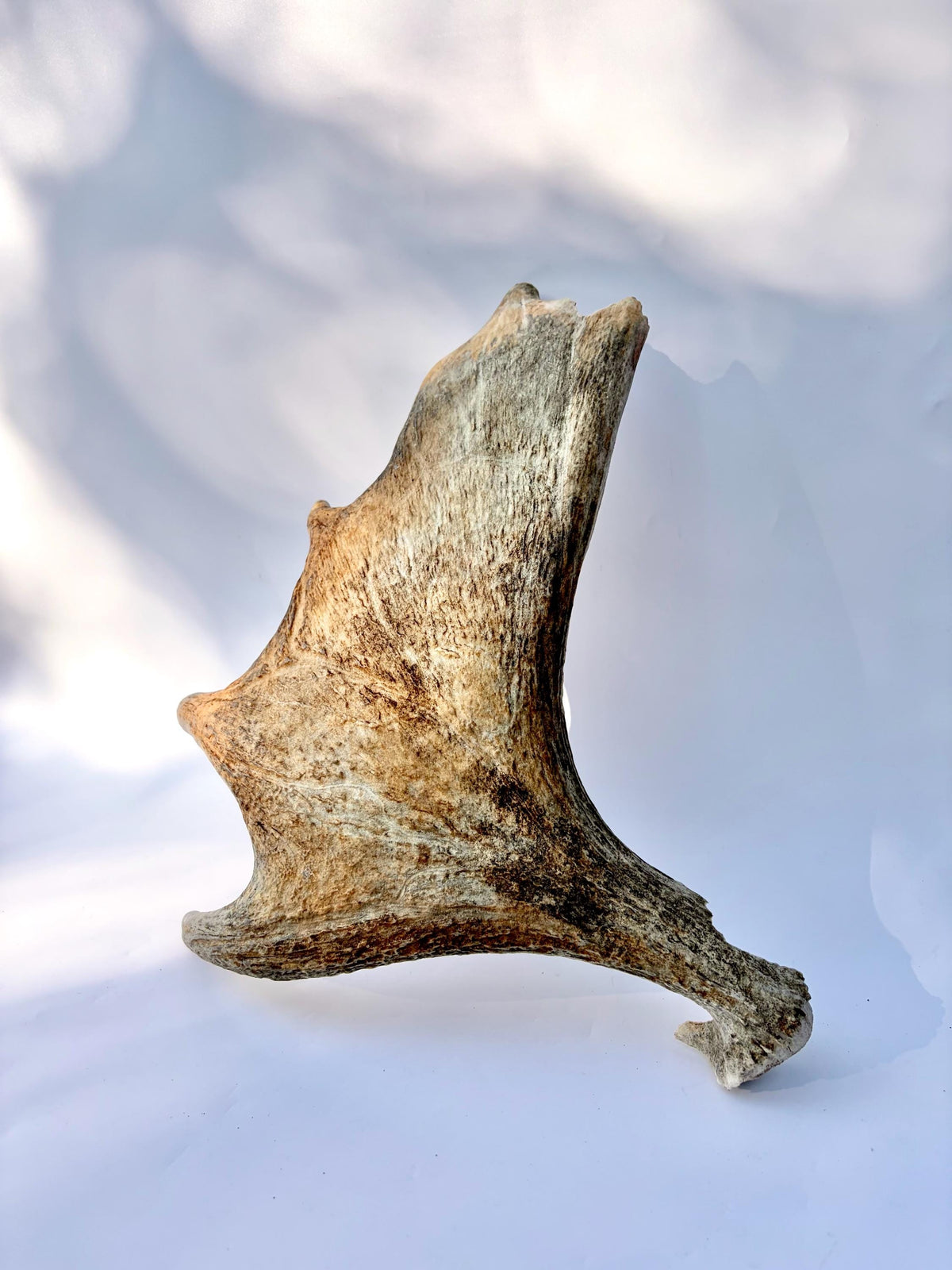 Bull Moose Antler. For crafting, decor and more