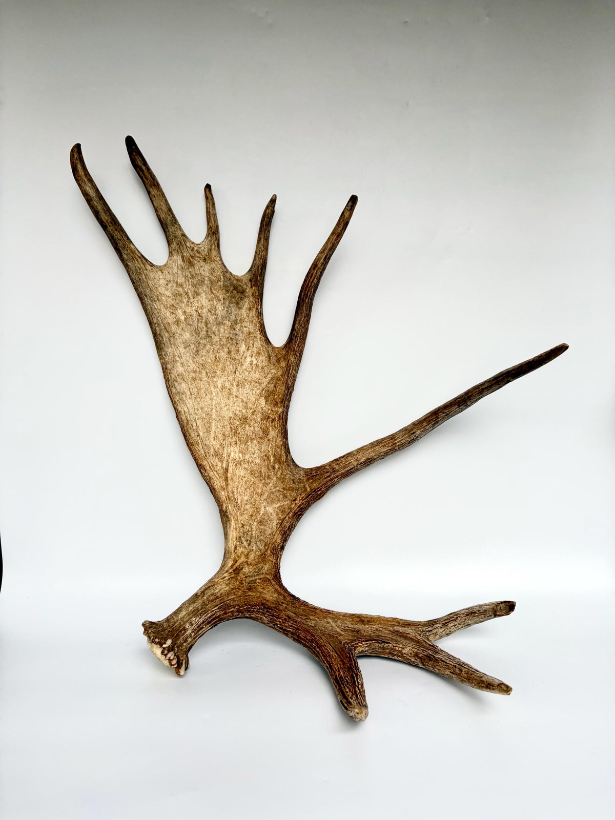 Bull Moose Antler. Giant, Premium Moose Antler for Crafting, Decor and More!
