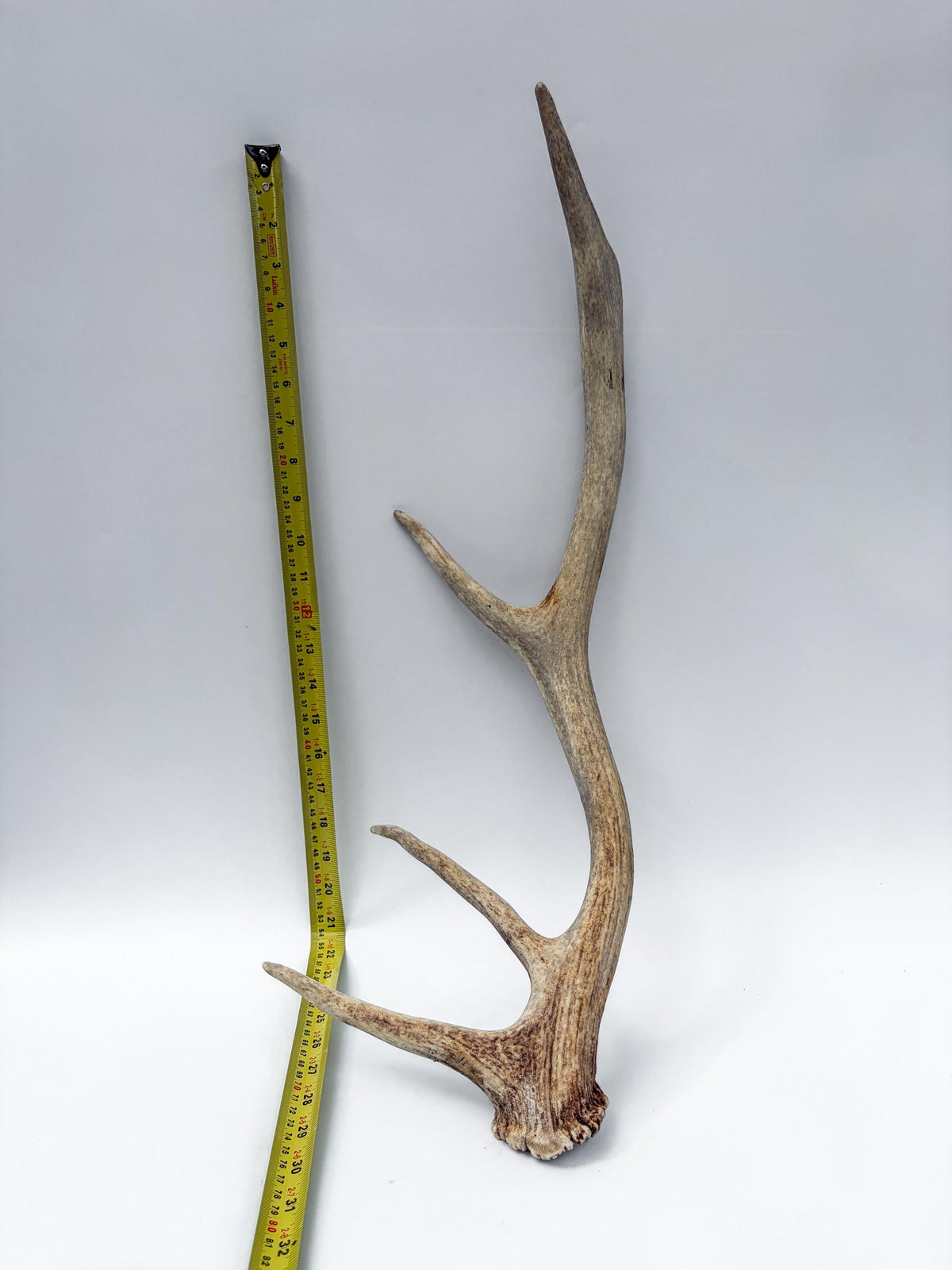 Rustic, Weathered Elk Antler. Home and Cabin Decor, Crafting and Table Centerpiece.