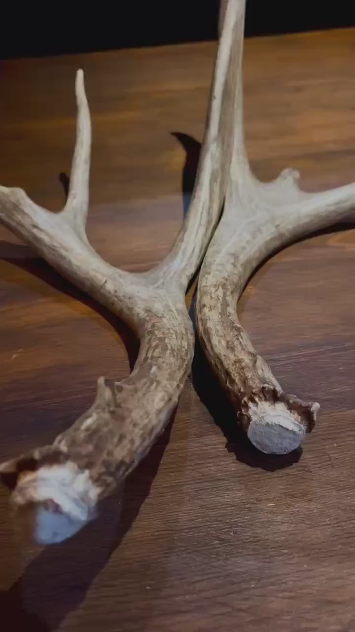 Antlers. Small Mule Deer Matched Set! Naturally Shed - No harm antlers for Decor, Crafting, Pets and More