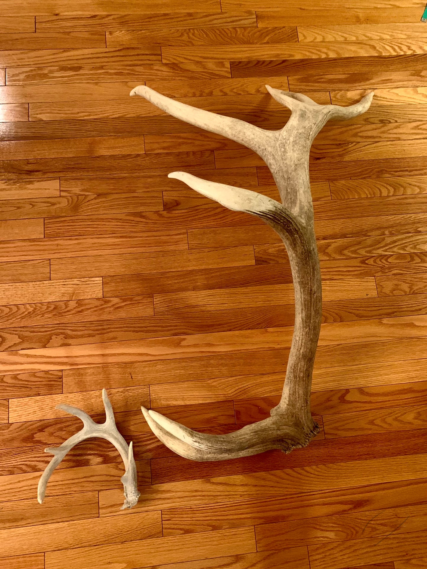 RARE FIND - Natural Elk Shed Antler - From Wild Canadian Bull Elk (Trophy Class Shed)