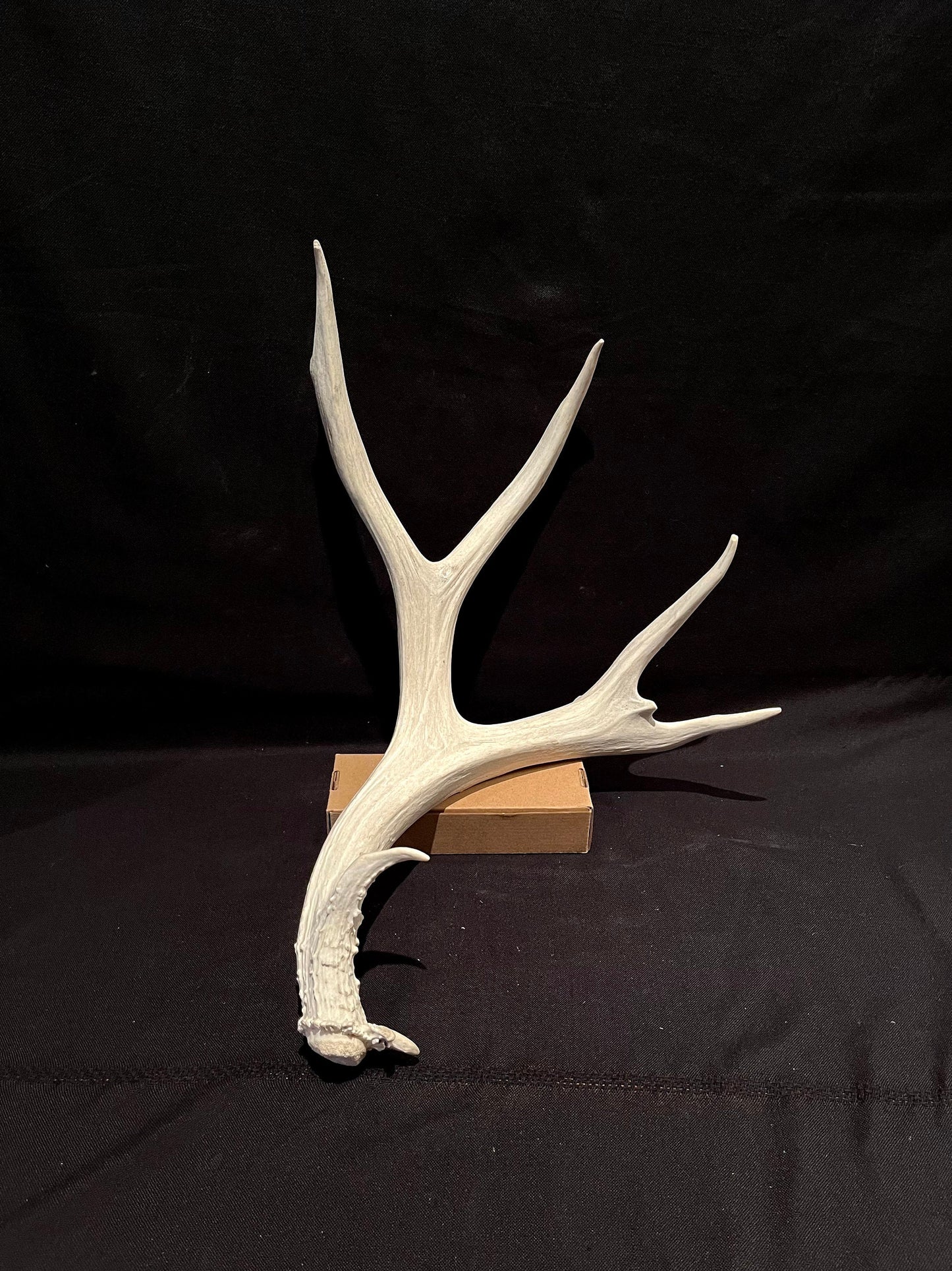 XL Mule Deer Antler - For Decor Crafting and More