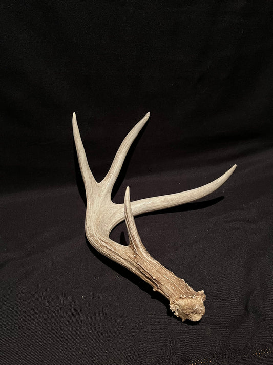 Deer Antler. Unusual, Strange Style. Excellent for Centrepieces, Crafting and More
