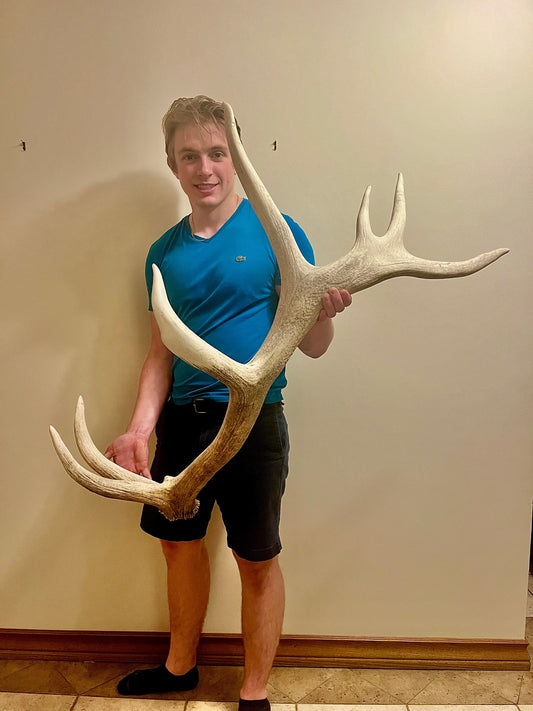 RARE FIND - Natural Elk Shed Antler - From Wild Canadian Bull Elk (Trophy Class Shed)