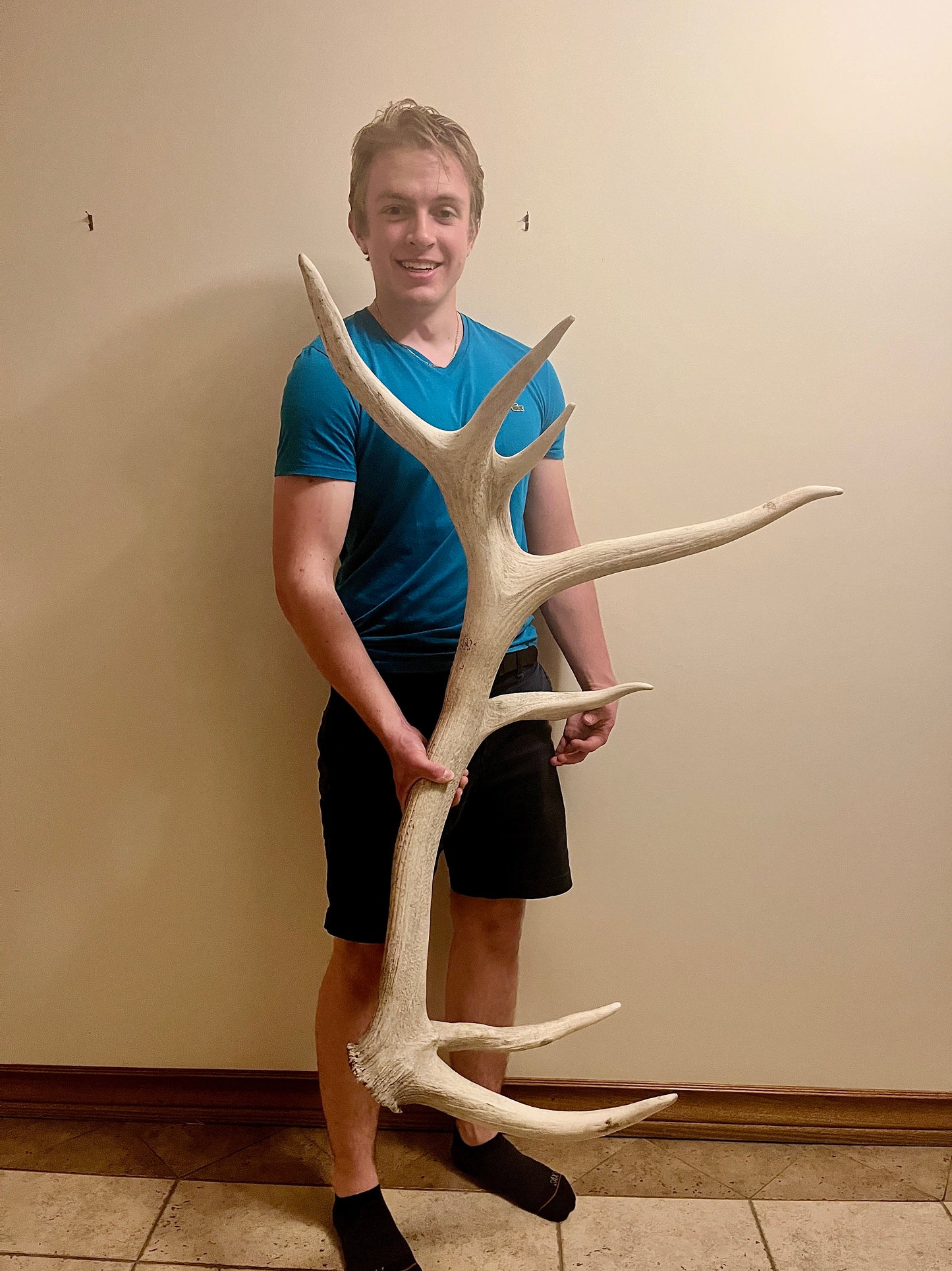 RARE FIND - Natural Elk Shed Antler - From Wild Canadian Bull Elk (Trophy Class Shed)