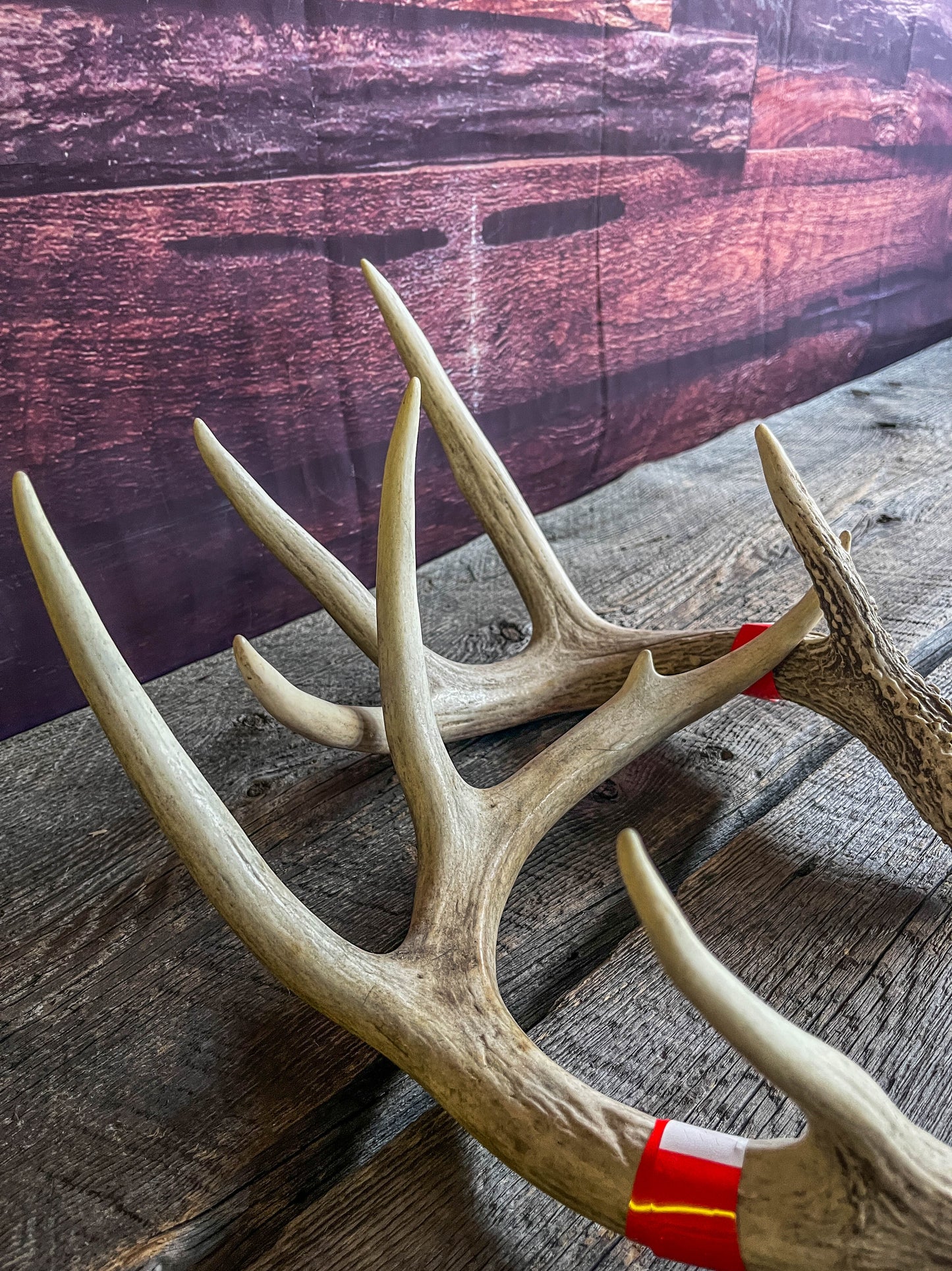 Custom Listing - 2 Large White White-Tailed Deer antlers. 1 day shipping included.