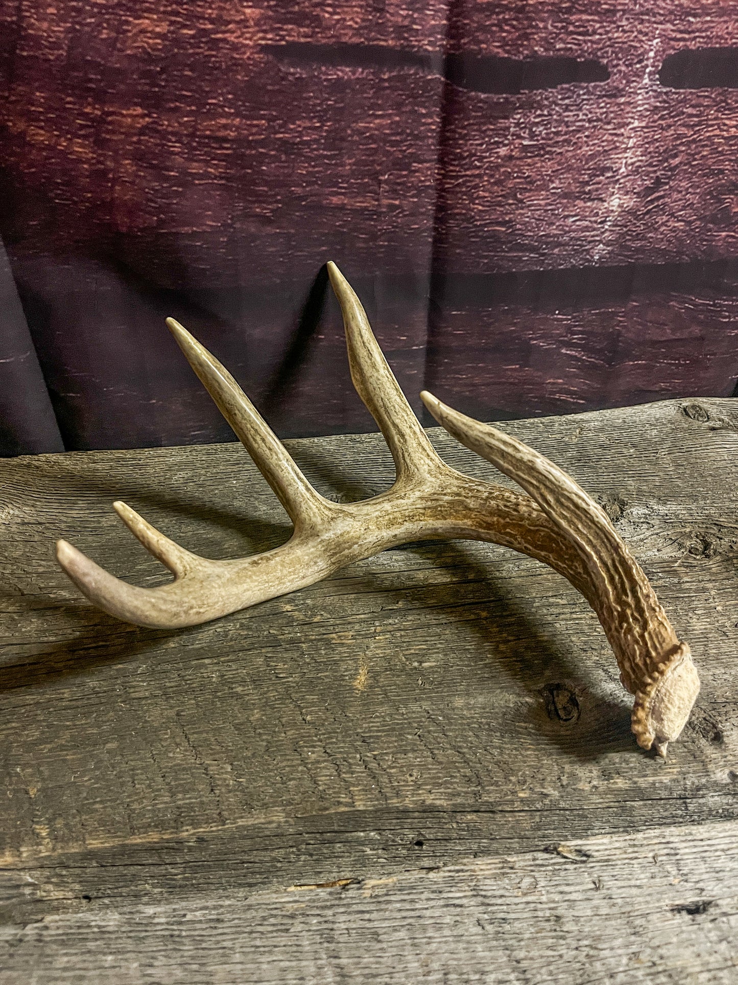 Small White-tailed deer antler set