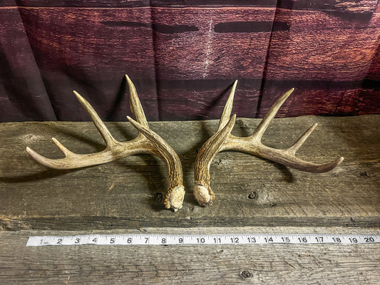 Small White-tailed deer antler set