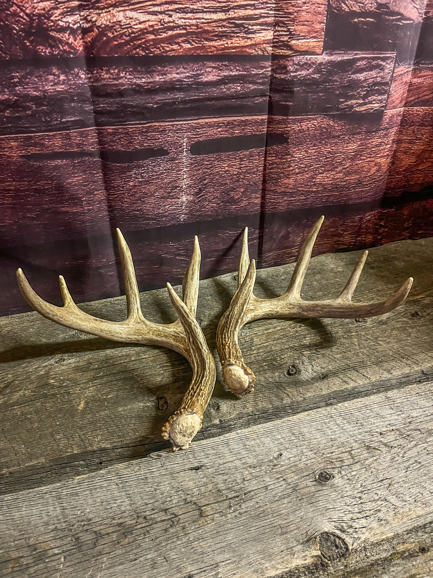 Small White-tailed deer antler set