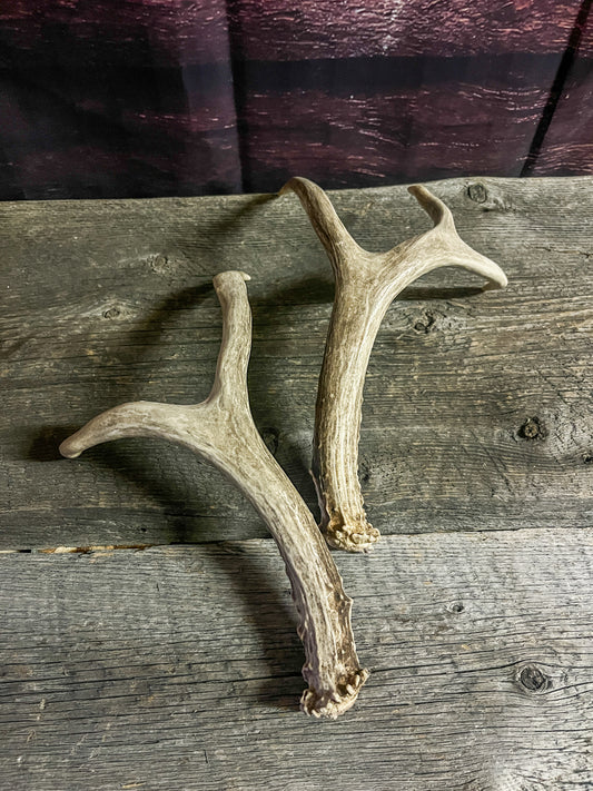 Small White-Tailed Deer Antler Set