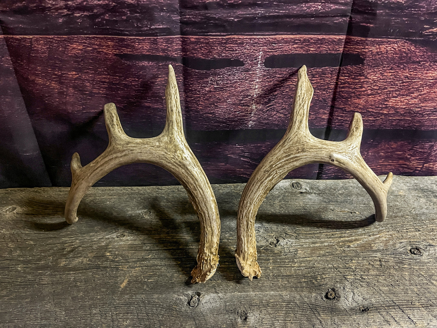 Small White-tailed deer antler set