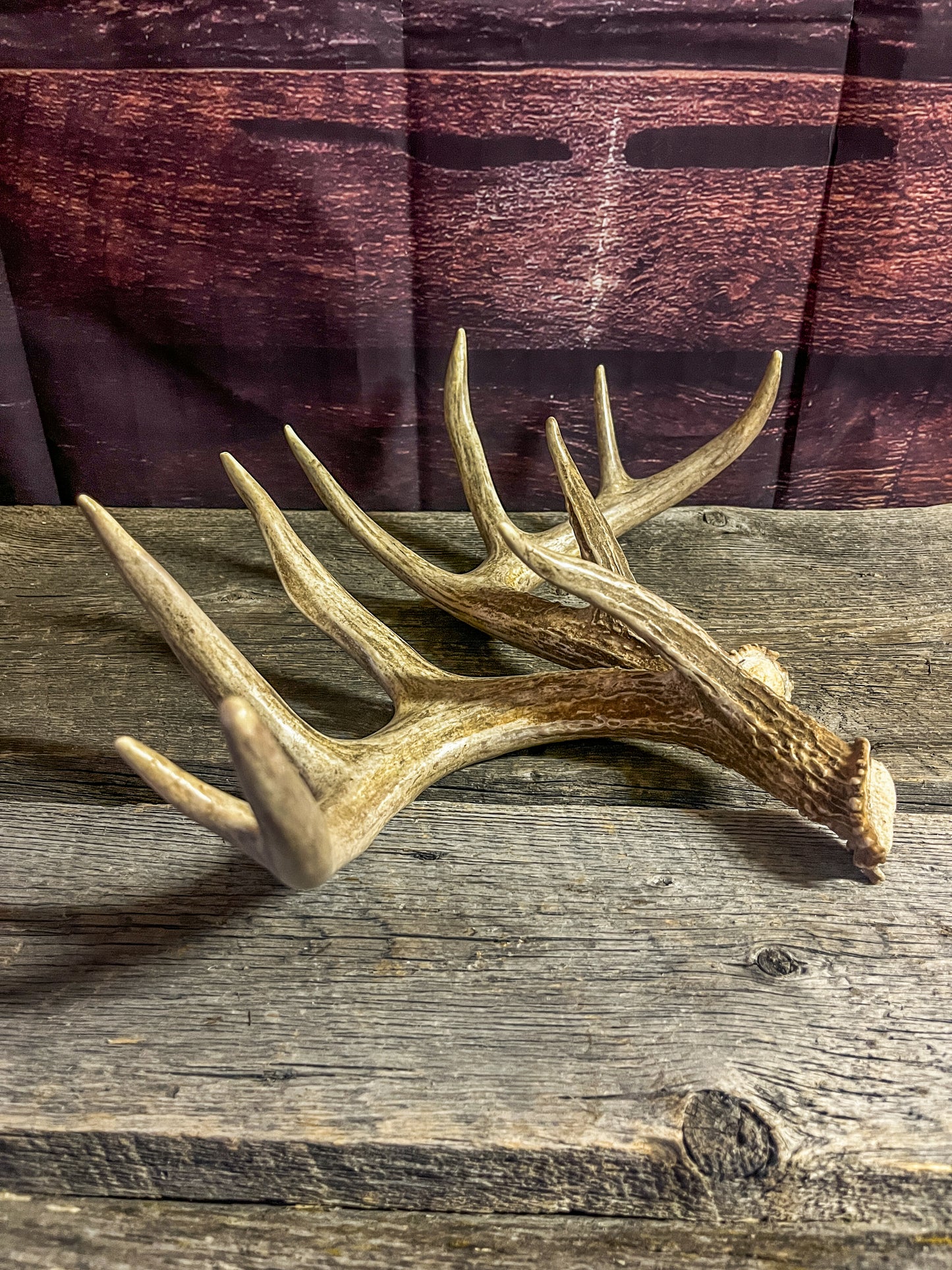 Small White-tailed deer antler set