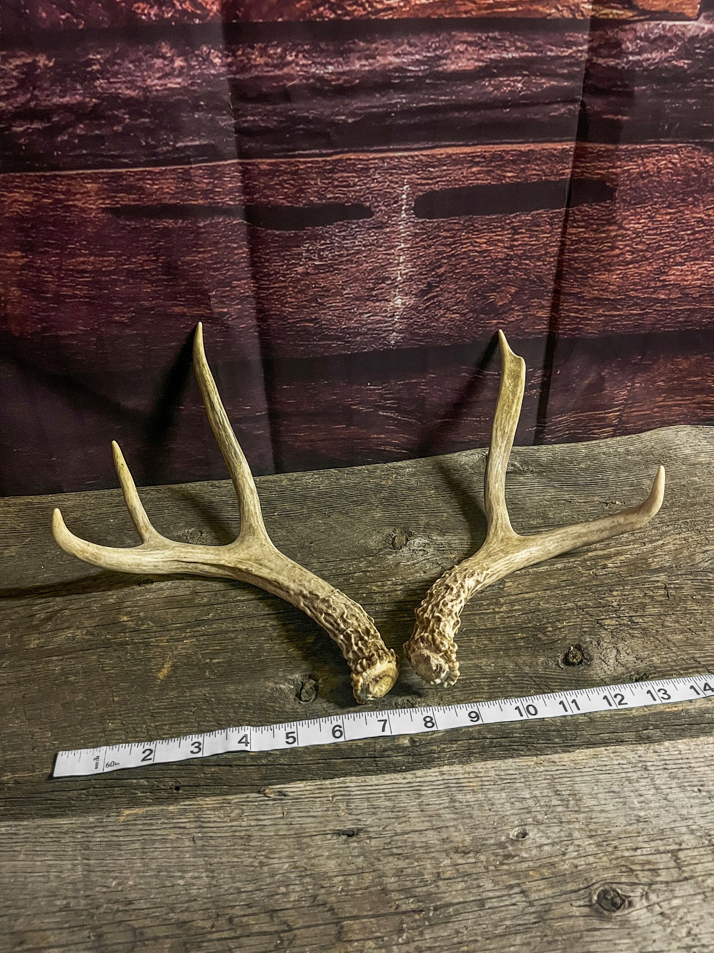 Small White-Tailed Deer Antler Set