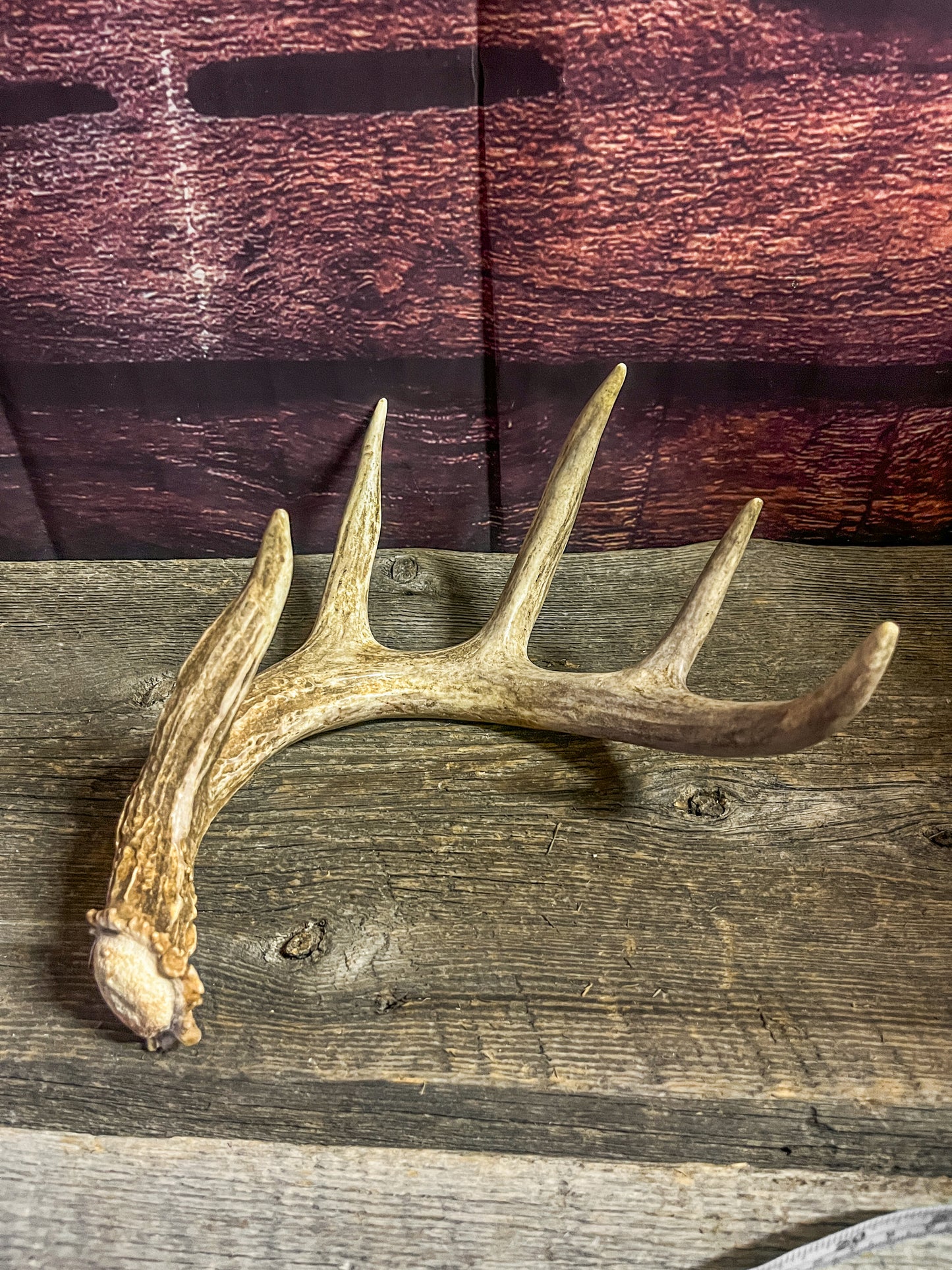 Small White-tailed deer antler set