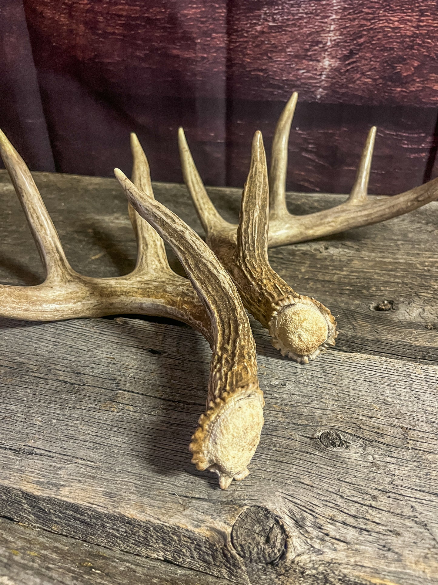 Small White-tailed deer antler set