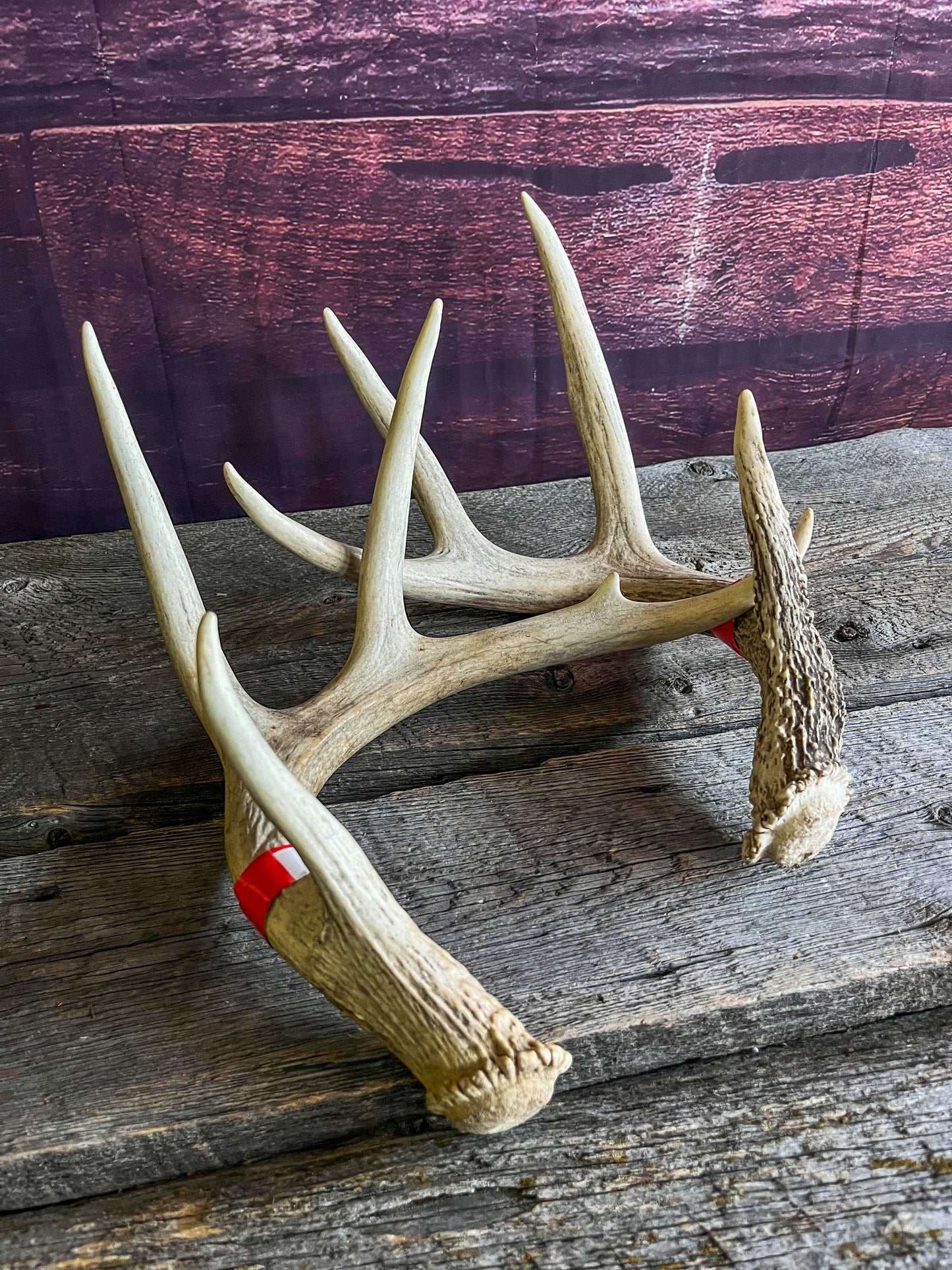 Custom Listing - 2 Large White White-Tailed Deer antlers. 1 day shipping included.