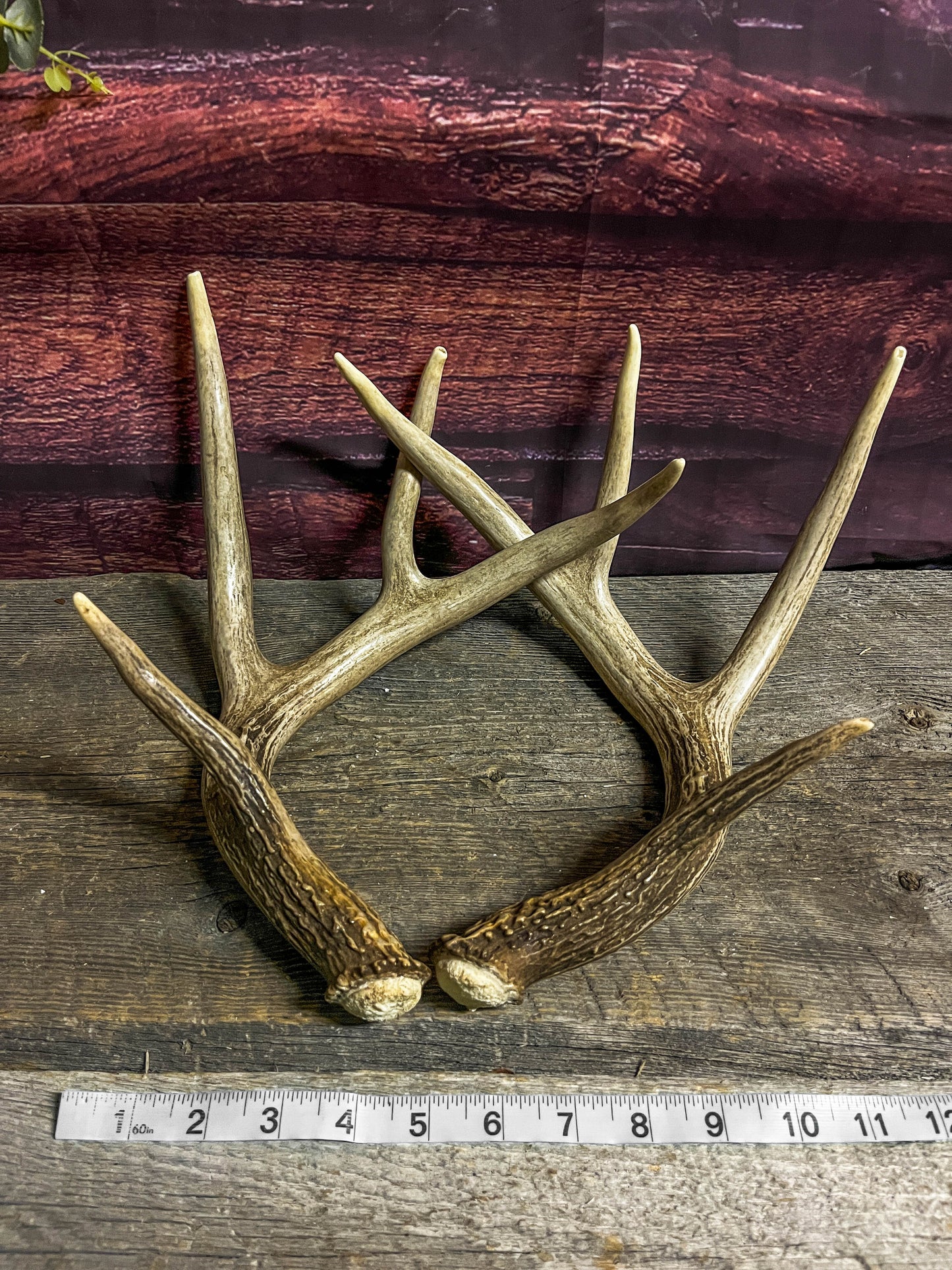 Matching Set of White-tailed Deer Antlers.