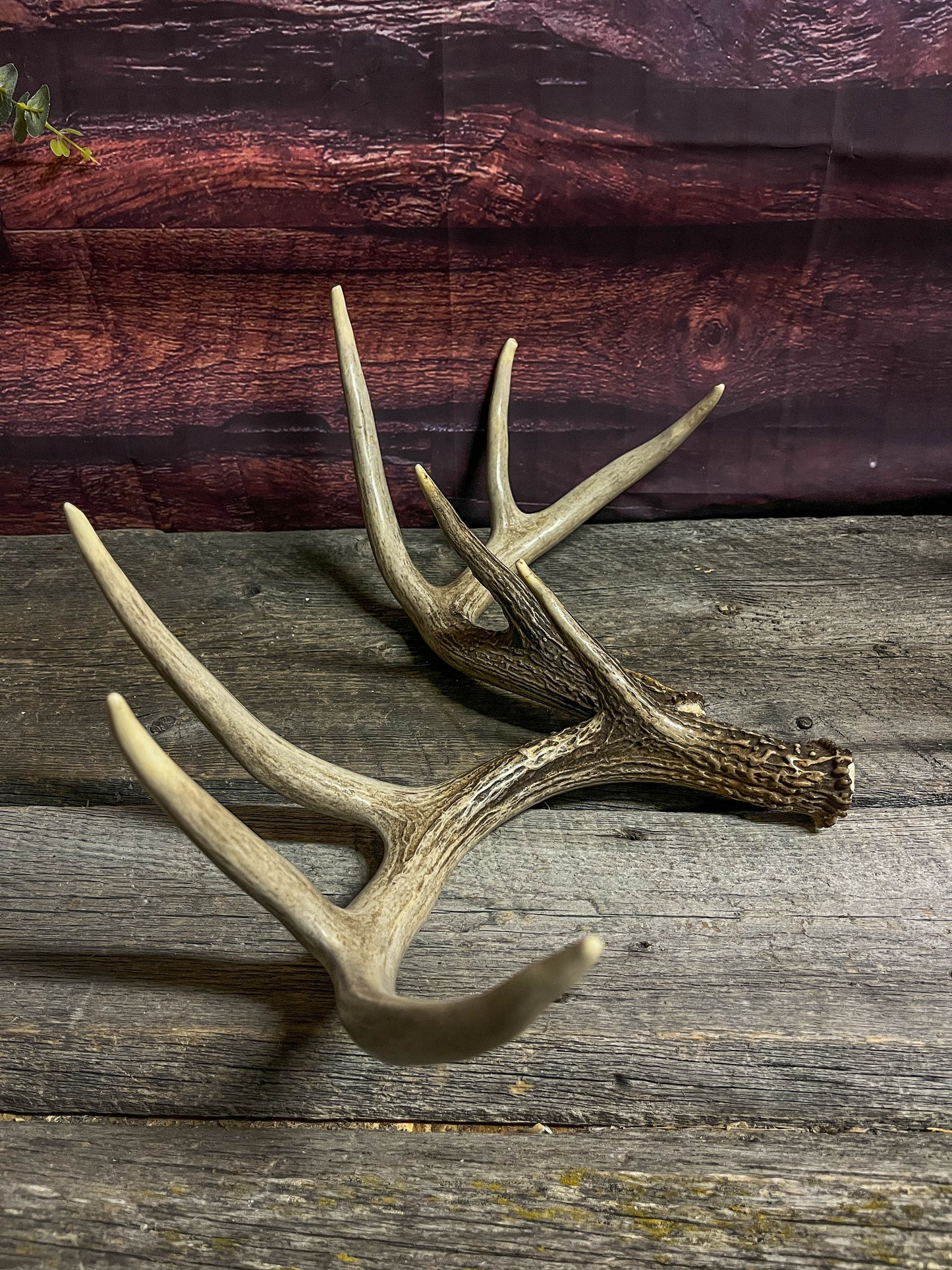 Matching Set of White-tailed Deer Antlers.