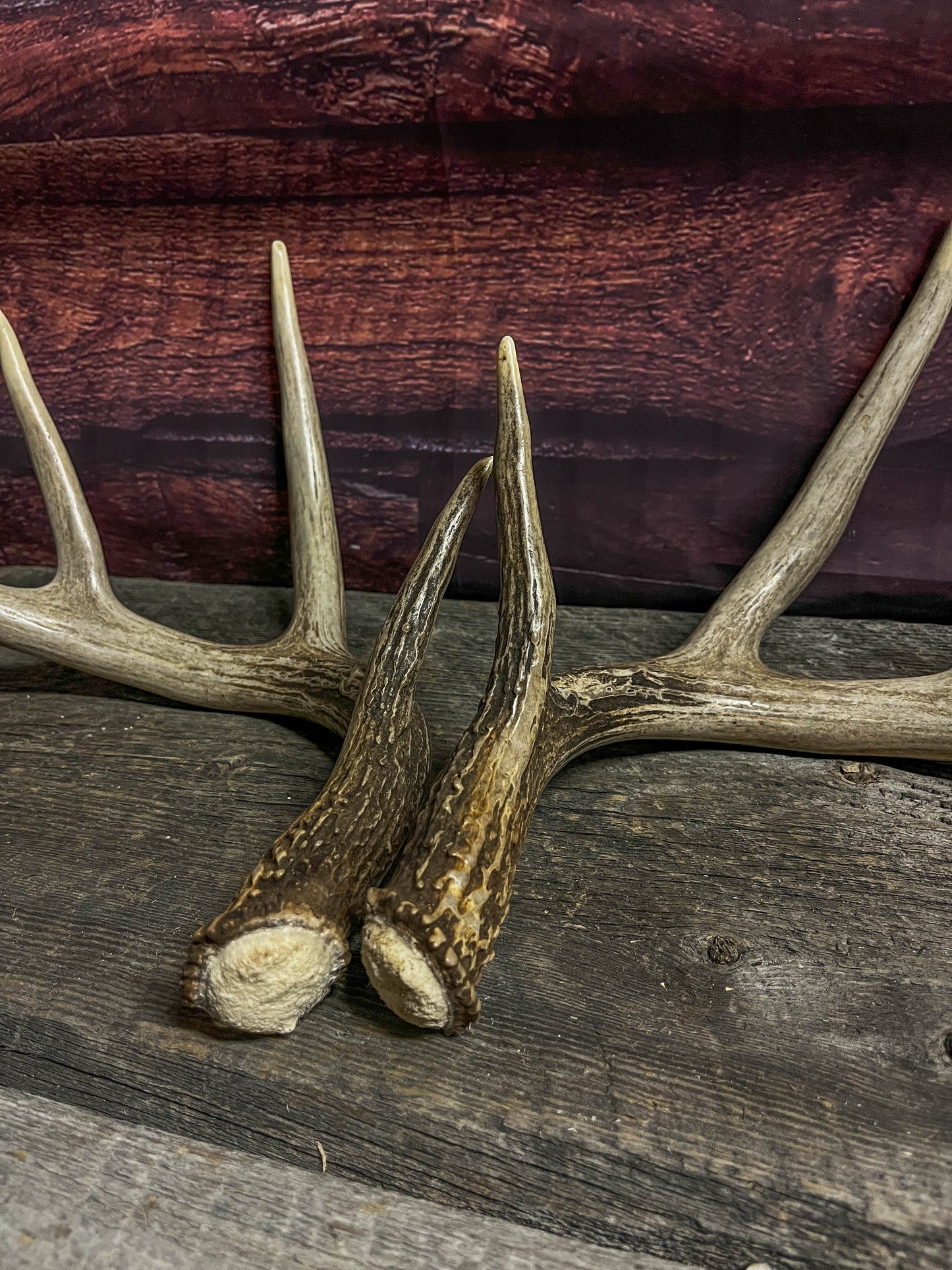 Matching Set of White-tailed Deer Antlers.