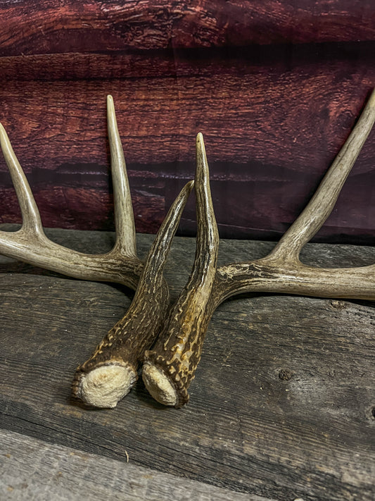 Matching Set of White-tailed Deer Antlers.