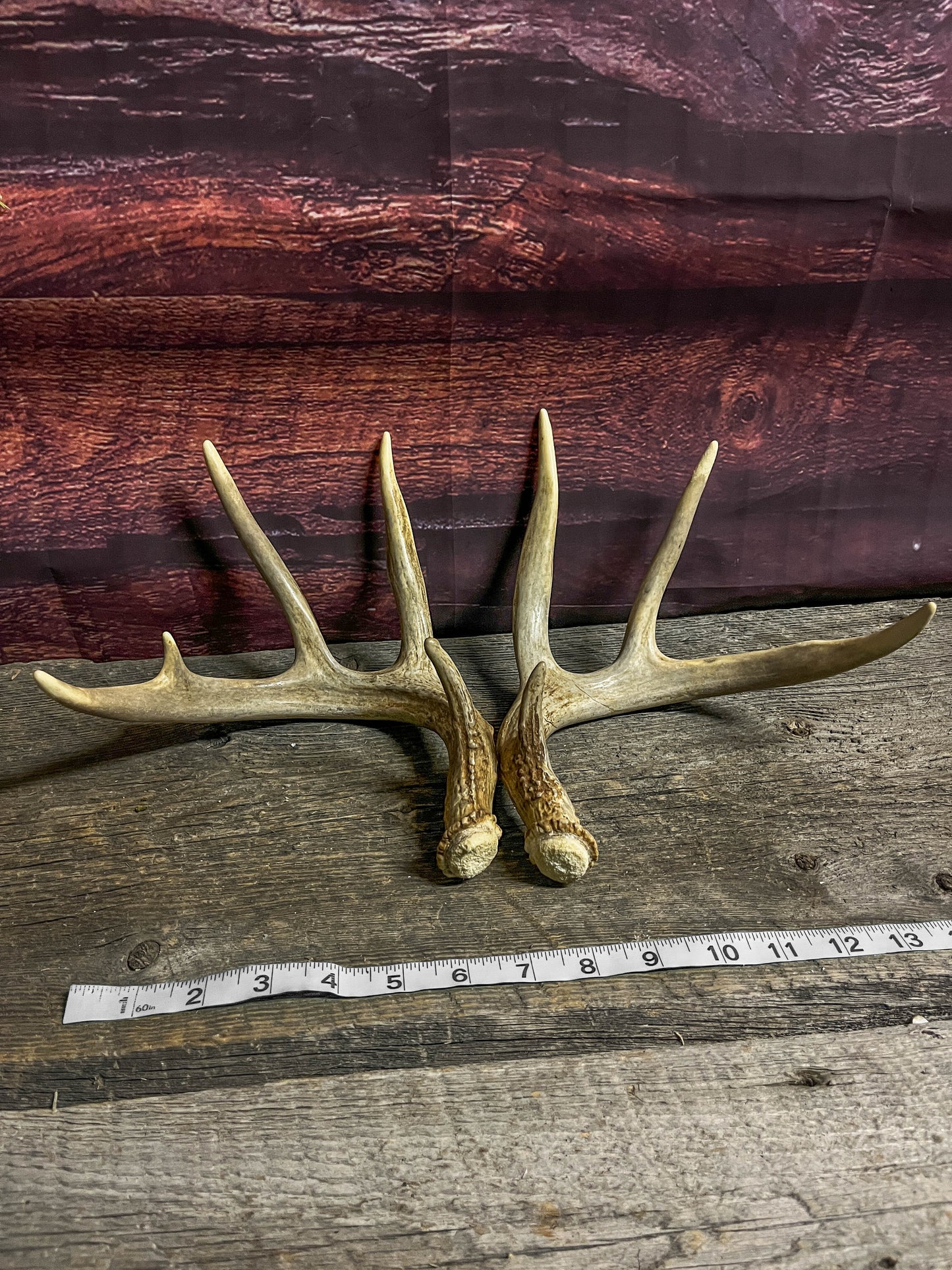 Matching set of White-tailed Deer Antlers.