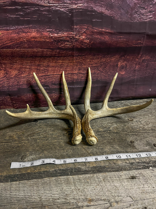 Matching set of White-tailed Deer Antlers.