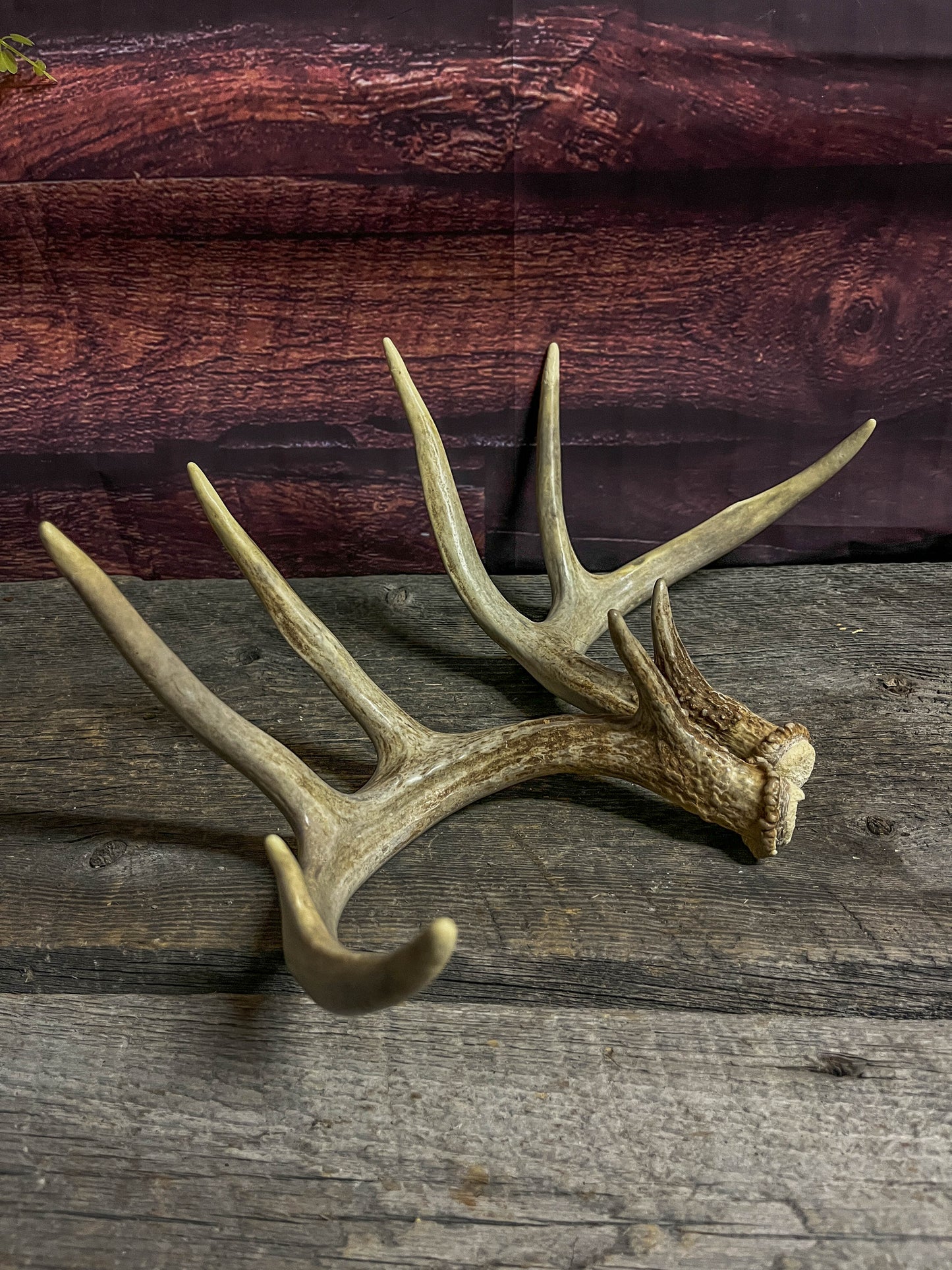 Matching set of White-tailed Deer Antlers.