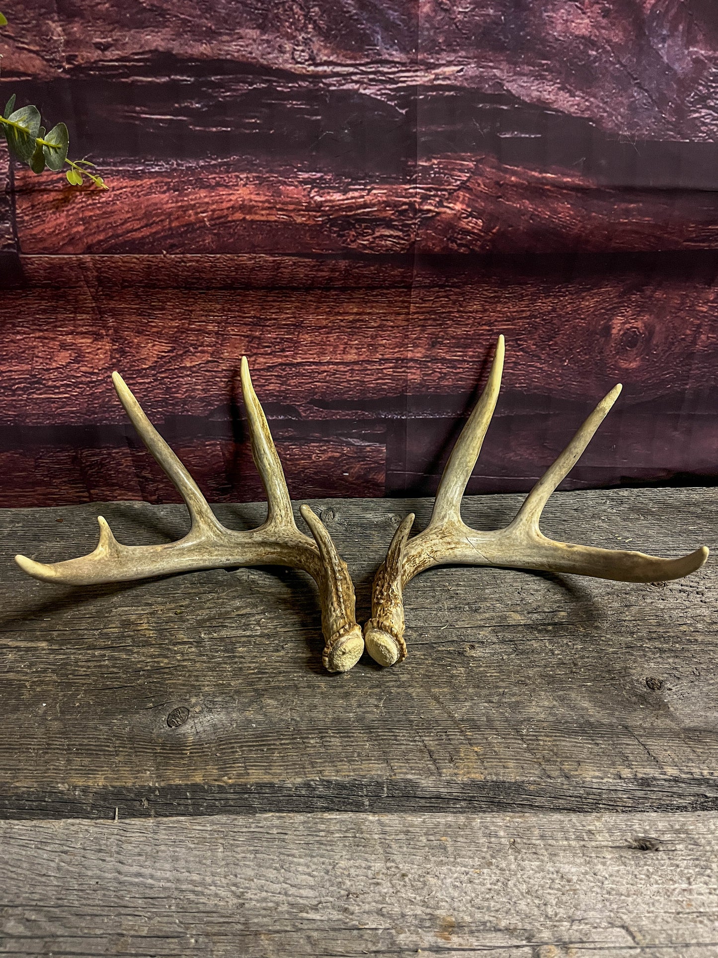 Matching set of White-tailed Deer Antlers.