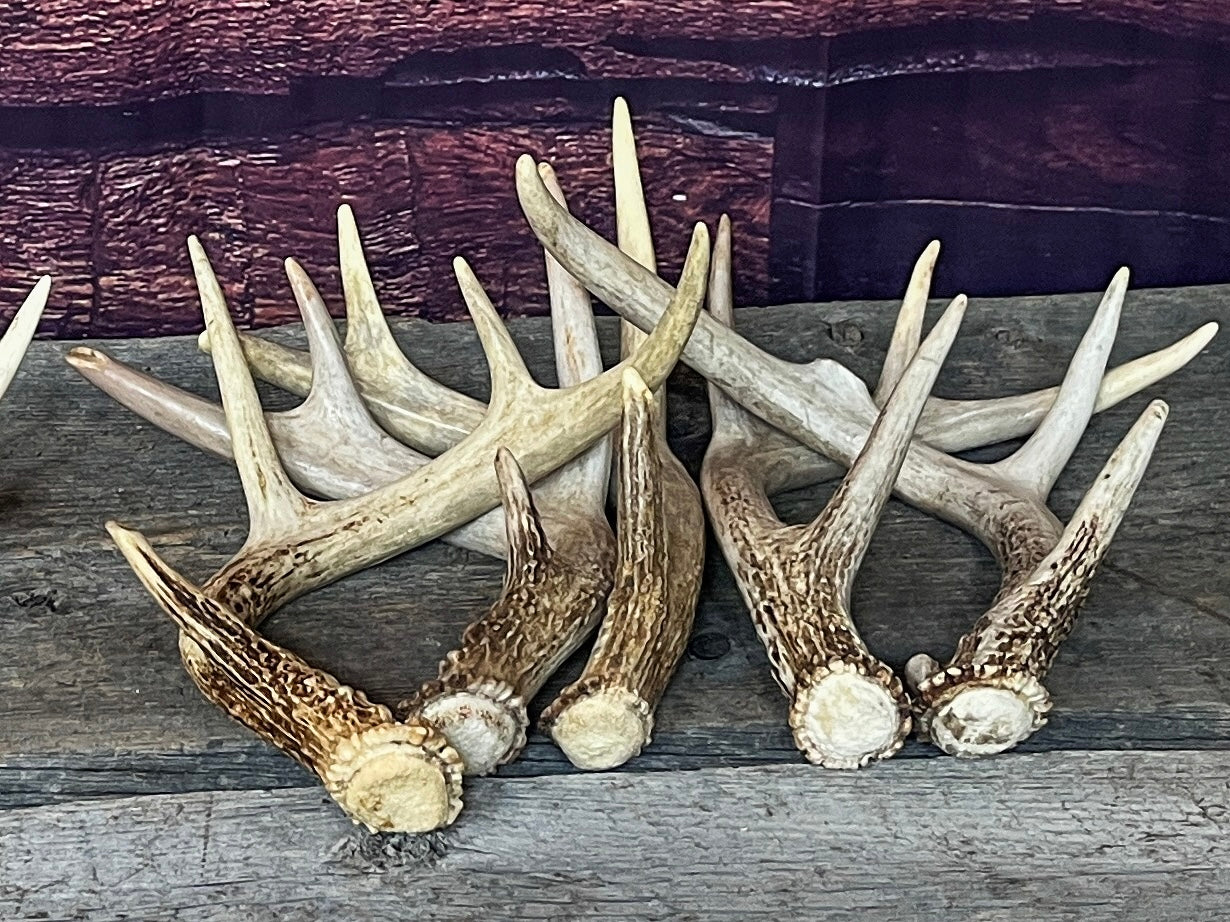Medium Brown White-tailed Deer Antlers