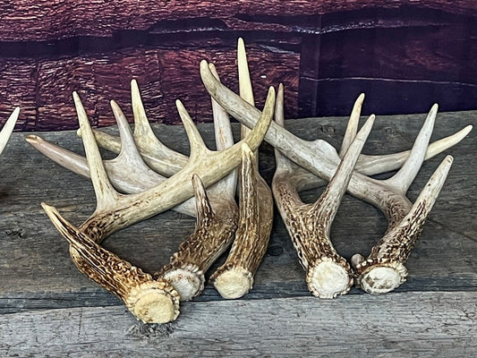 Medium Brown White-tailed Deer Antlers