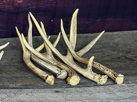 Small Brown Mule Deer Antlers