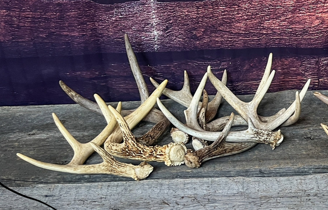 Small Brown White-tailed Deer Antlers