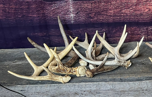 Small Brown White-tailed Deer Antlers