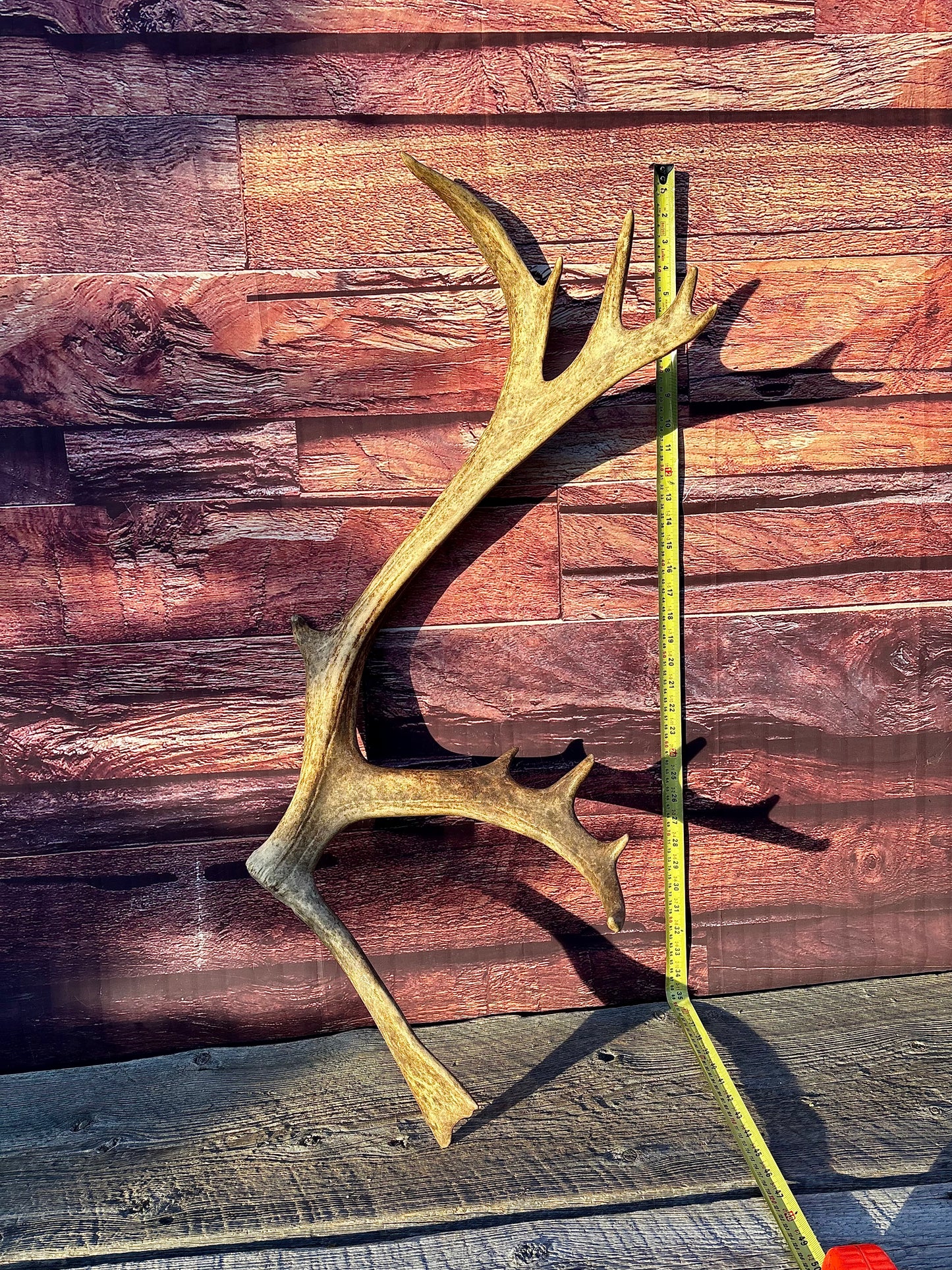 Large Caribou Shed Antler: Decoration