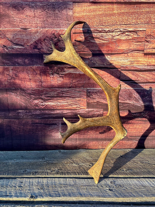 Large Caribou Shed Antler: Decoration