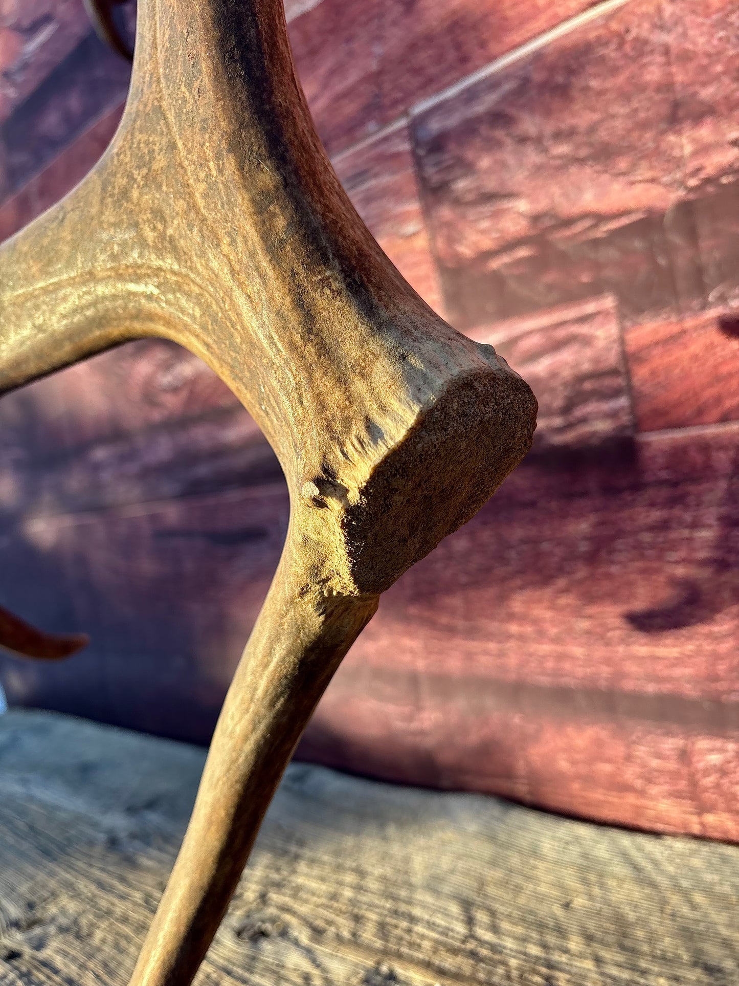 Large Caribou Shed Antler: Decoration