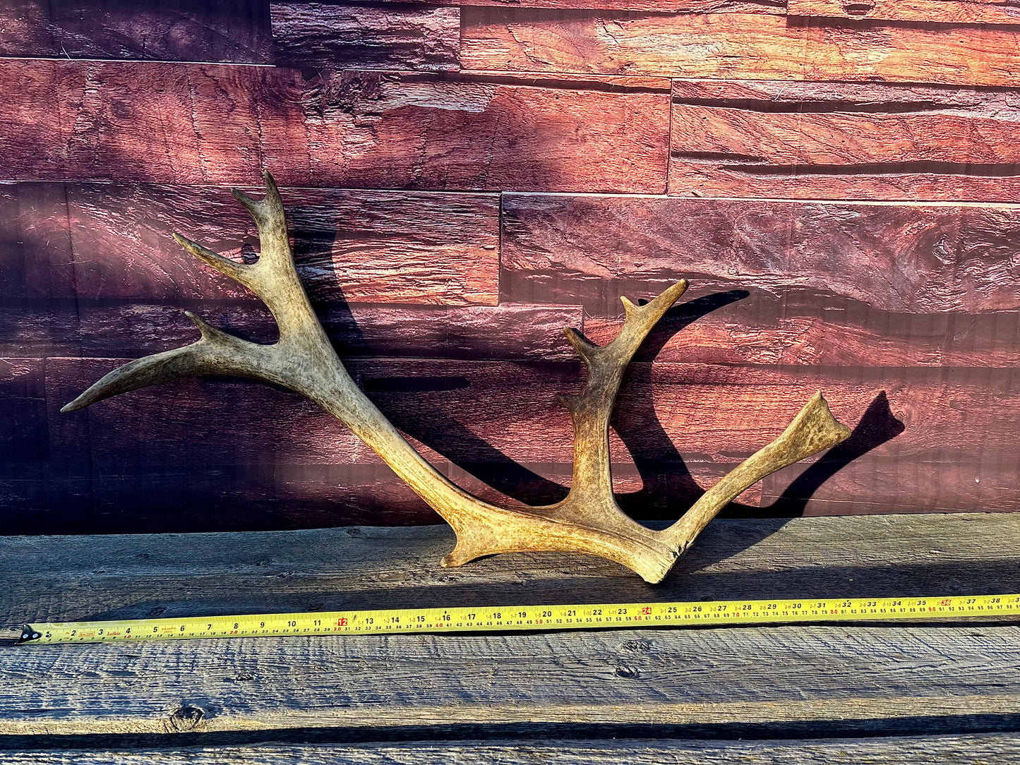 Large Caribou Shed Antler: Decoration