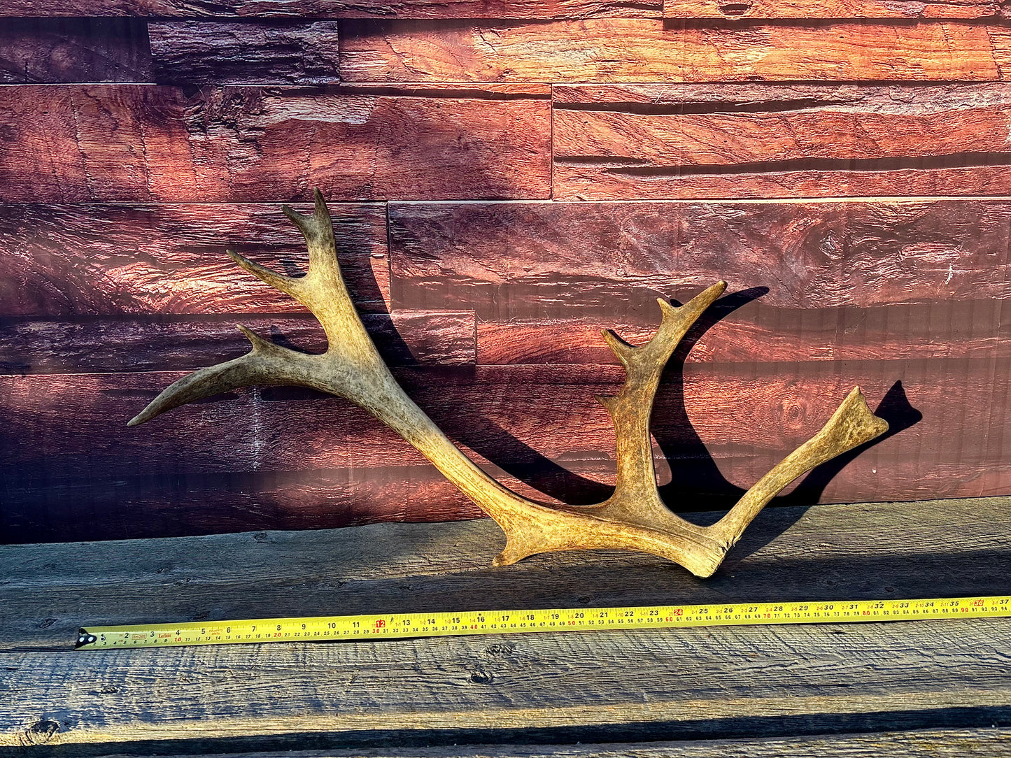 Large Caribou Shed Antler: Decoration