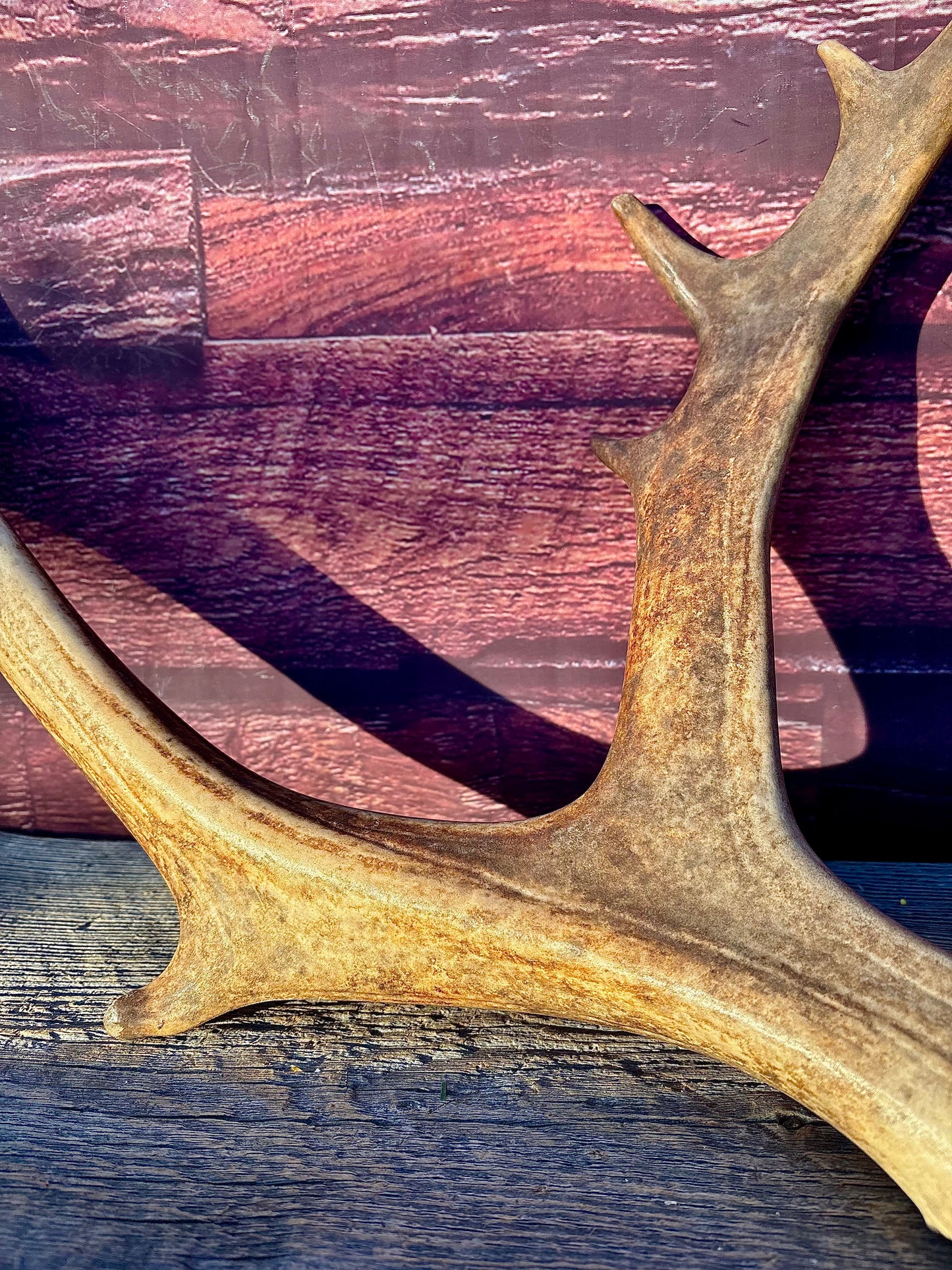 Large Caribou Shed Antler: Decoration