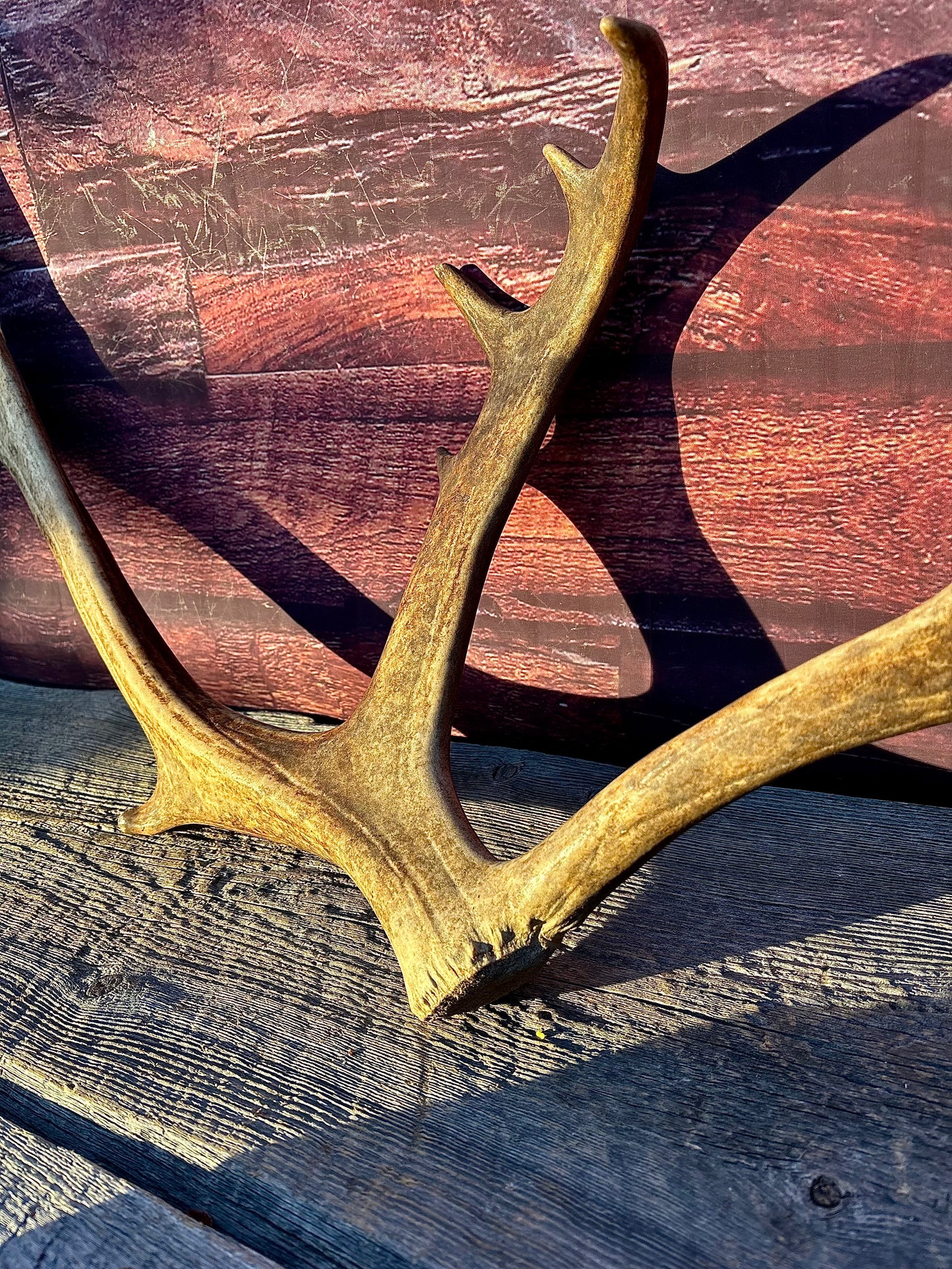 Large Caribou Shed Antler: Decoration