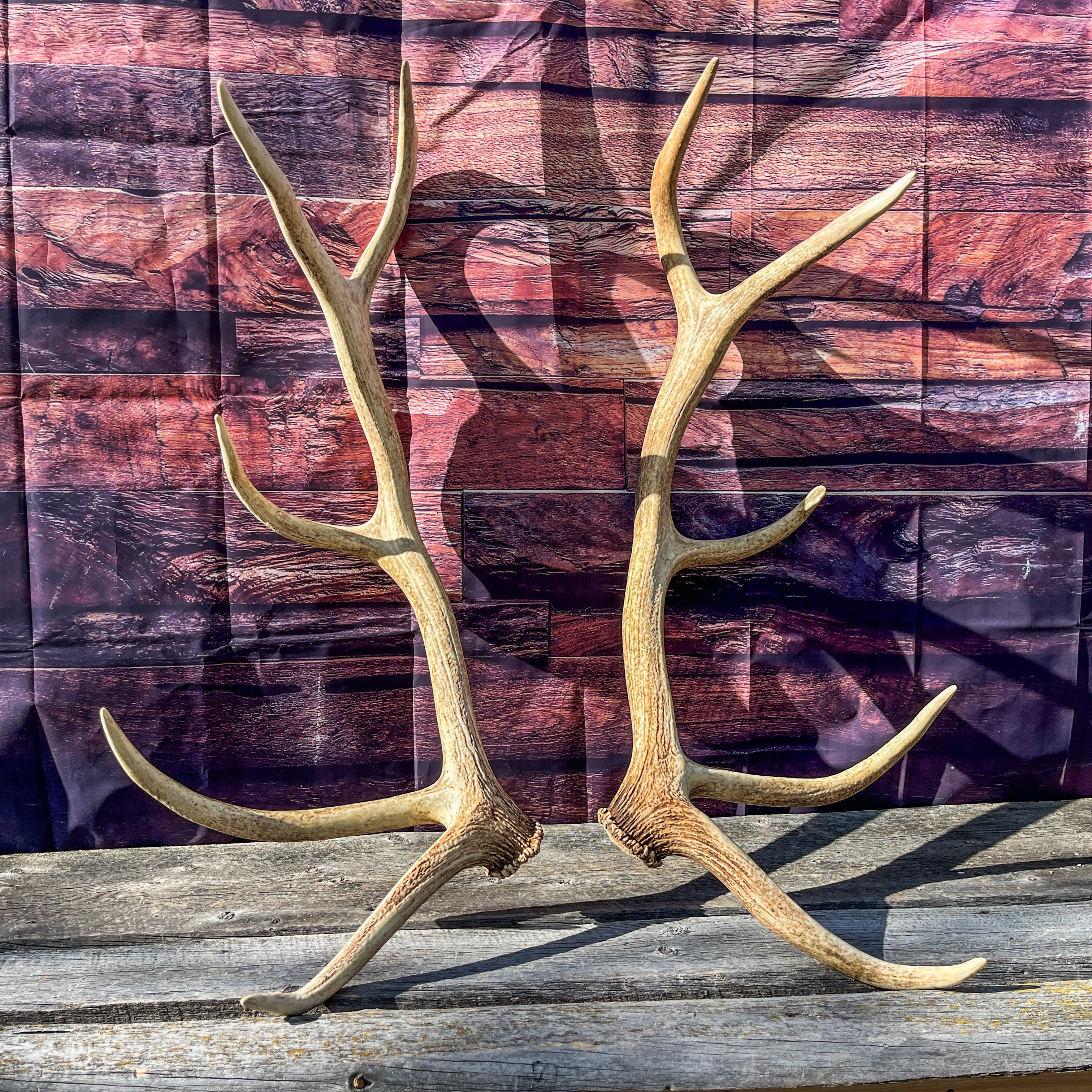 Elk Antlers