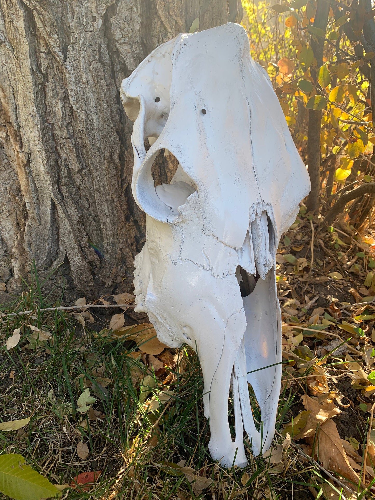 Large Cow skull. Real Cow's Skull (Painted White) cowskull arts and crafts, carving, pet habitat