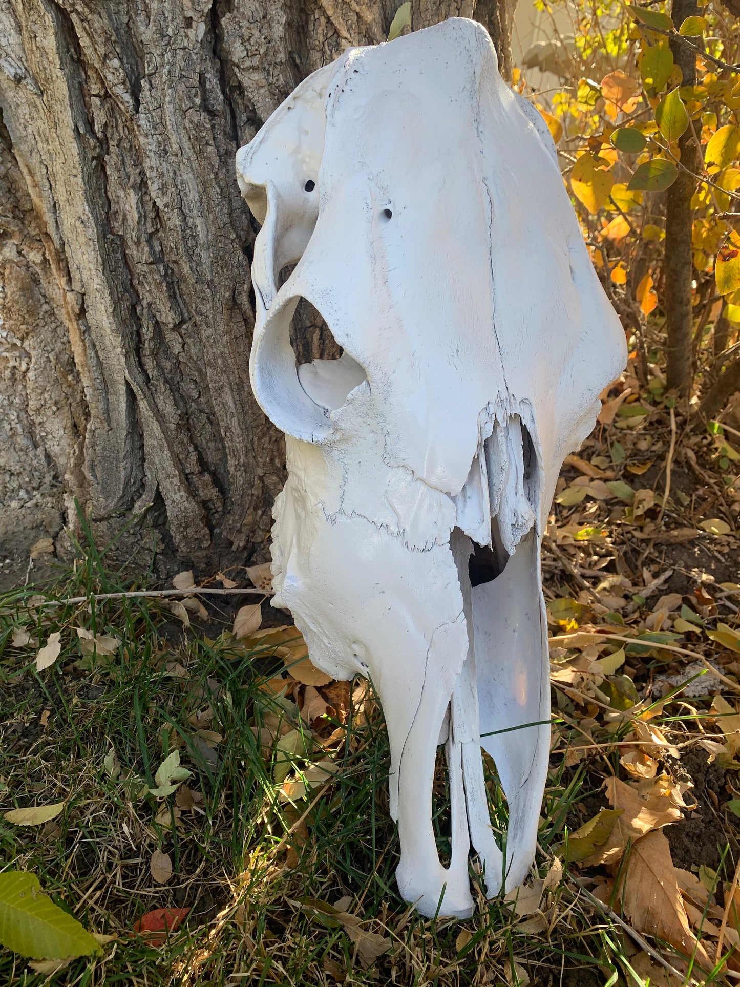 Large Cow skull. Real Cow's Skull (Painted White) cowskull arts and crafts, carving, pet habitat