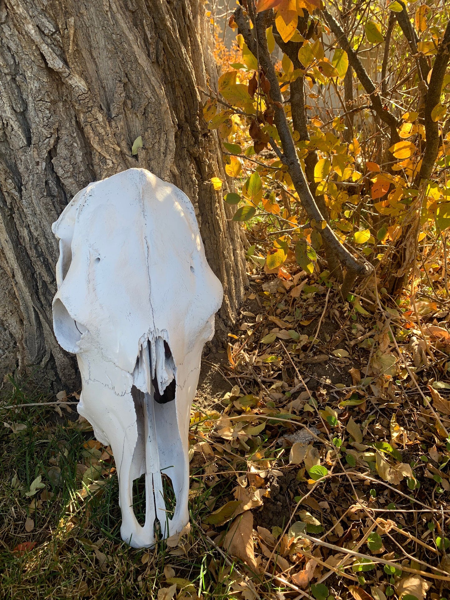 Large Cow skull. Real Cow's Skull (Painted White) cowskull arts and crafts, carving, pet habitat