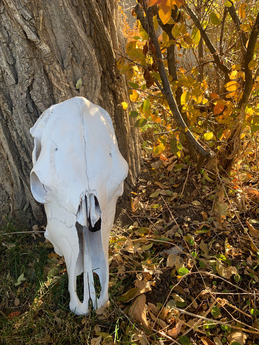 Large Cow skull. Real Cow's Skull (Painted White) cowskull arts and crafts, carving, pet habitat