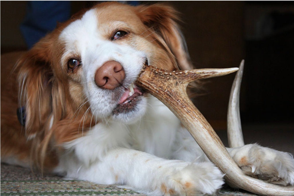 Small Dog Chews! Wild Deer/Elk antler chews. Naturally Sourced.