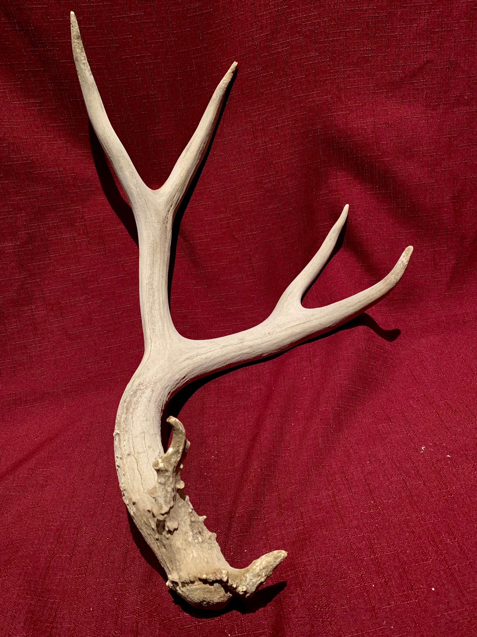 Deer Antler - Large Mule deer antler. horns/antlers. Crafting. Decor.