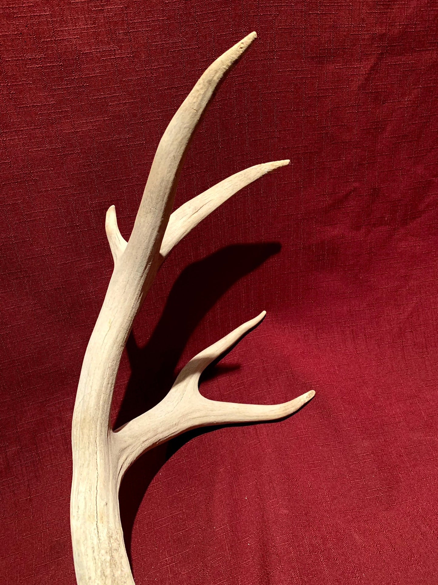 Deer Antler - Large Mule deer antler. horns/antlers. Crafting. Decor.