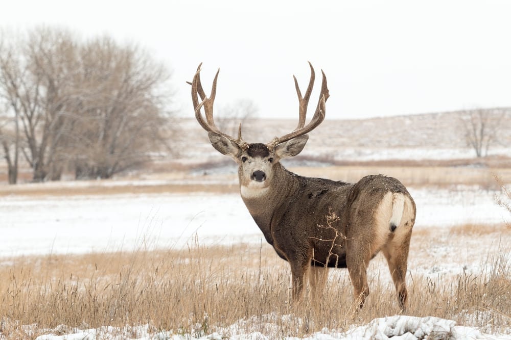 Deer Antler - Large Mule deer antler. horns/antlers. Crafting. Decor.